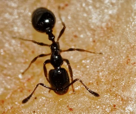 18 Types of Black Ants (with Pictures) - Identification Guide Pictures Of Ants, Ant Photo, Ant Symbolism, Ants On A Log, Queen Ant, Ants In House, Ant Colony, Black Ants, Short White Hair