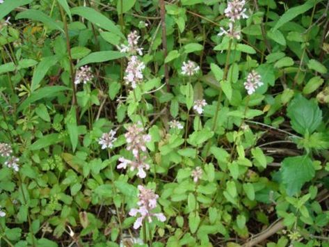 Plant of the Month: Florida Betony Lamiaceae Family, Florida Native Plants, Edible Wild Plants, Garden Bugs, Garden Bags, Wild Edibles, Tree Roots, Wild Plants, Holistic Living