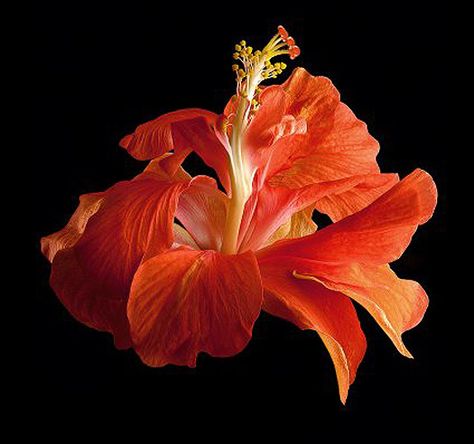 Richard Reynolds Tropical Hibiscus Double Orange Floral Palette, Flower Reference, Orange Poster, Orange Hibiscus, Francis Picabia, Hibiscus Rosa Sinensis, Background Flowers, Fleur Orange, Tropical Hibiscus