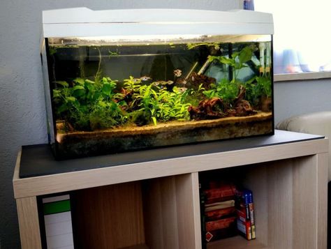 Das Kallax/Expedit-Regal von IKEA als moderner und günstiger Aquarium Unterschrank ➤ wir zeigen Dir wie's geht: ✓ Was du dafür brauchst ✓ Wie du den Unterschrank verstärkst - Jetzt informieren! Ikea Aquarium Stand, Tank Stand, Diy Aquarium, Aquarium Stand, Kallax Ikea, Quick Saves, Pins