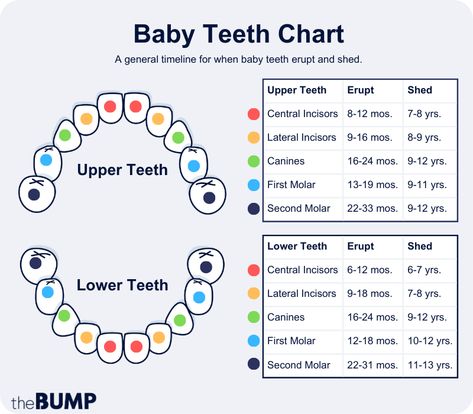 Why Baby Teeth Are a Big Deal and How to Take Care of Them Toddler Teeth Chart, Signs Of Teething, Baby Teeth Chart, Baby Tooth Chart, Teeth Chart, Teething Chart, Tooth Chart, Baby Routine, Baby Teething