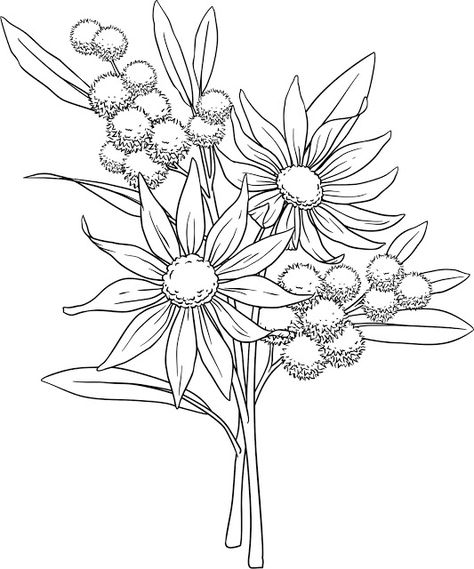 Beccy's Place: Flannel Flowers Botanical Art Drawing, Flower Line Drawing, Wildflower Drawing, Australian Wildflowers, Flannel Flower, Paper Backgrounds, Flower Line Drawings, Australian Flowers, Australian Native Flowers