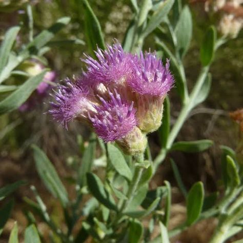 Buy your Hybrid Milena Seedlings Fleabane Medicinal Uses, Herbal Diy, Medicinal Herbs Remedies, Herbs Remedies, Medical Herbs, Respiratory Health, Indigenous Community, Environmental Health, Traditional Medicine