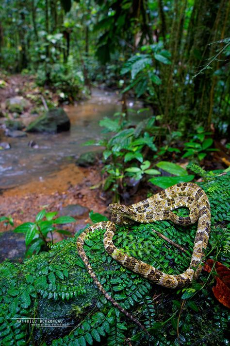 Snake In Forest, Pit Viper, Snake Venom, Snakes, Reptiles, Forest, Animals, Quick Saves, Nature