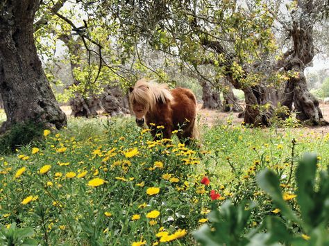 Horse In Backyard, Mini Horse Farm, Herbs For Horses, Horse Paddock Enrichment, Horses At Home, Horse Homestead, Homestead Horses, Horse Garden, Horse Pasture