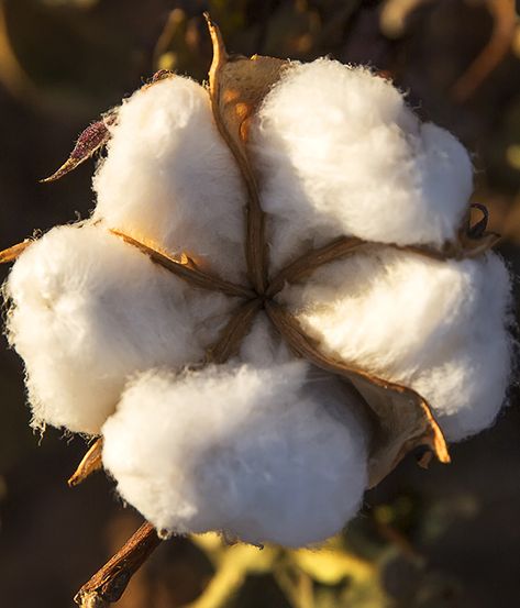 Cotton Painting, Texas Decor, Short Plants, Afternoon Light, Cotton Boll, Texas Photography, Cotton Fields, Cotton Plant, West Texas