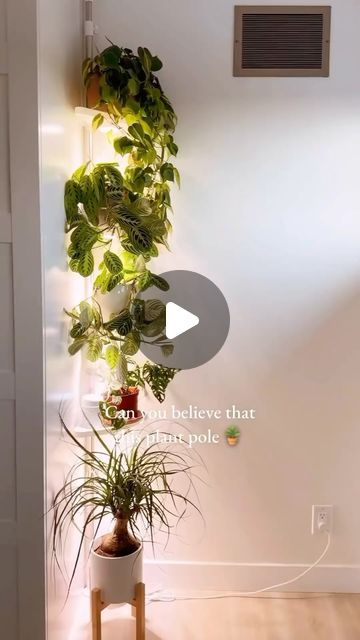 HousePlantSitting.com on Instagram: "Turn your shower caddy into plant shelving! #plantshelves #plantshelf #plantshelving #plantcaddy #plantcare #planttips #plantideas" Shower Caddy Plant Holder, Plants In The Bathroom, Plant Shelving, Plant Parenting, Indoor Ideas, Plant Mama, Flower Tower, Plant Care Houseplant, Chill Room