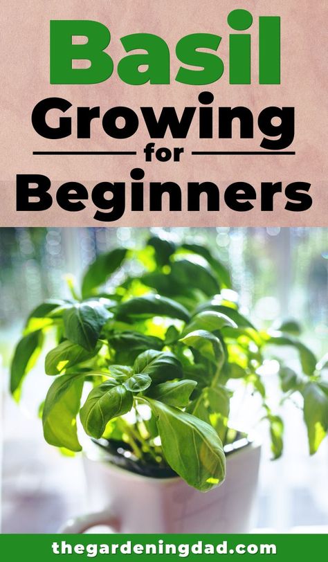 Grow Basil Indoors, Basil Growing, Growing Basil Indoors, Grow Basil, Harvesting Basil, Easy Herbs To Grow, Raised Gardens, Basil Herb, Growing Herbs Indoors