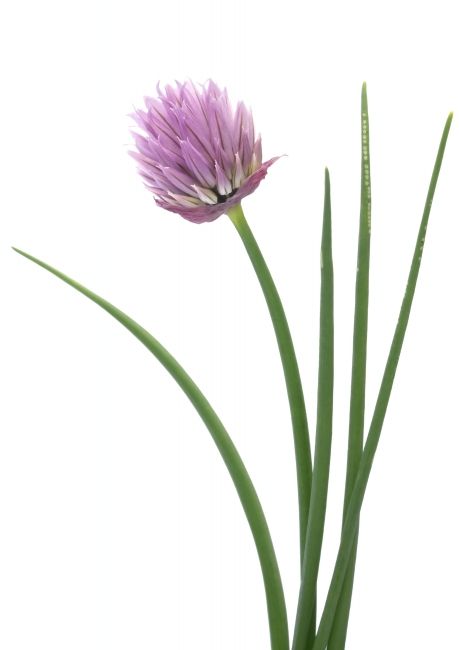 Veg Tattoo, Chive Flower Uses, Chive Flower Butter, Chive Flower Vinegar, Chives Flowers, Chive Blossom, Tell Me Something, Garlic Chives, Herbal Healing