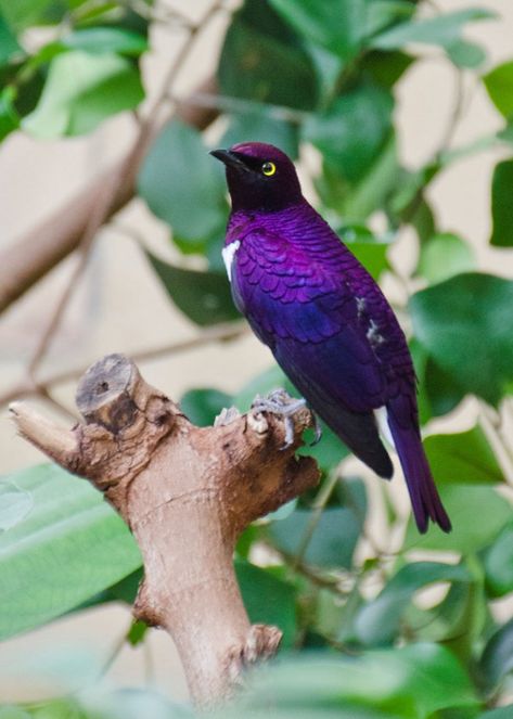 Violet-backed Starling male - ZooChat #purple #birds #inspiration Violet Starling, Purple Finch Bird, Purple Bird Aesthetic, Violet Backed Starling, Violet Green Swallow, Purple Birds, Purple Birds Nature, Interesting Birds, Violet Crowned Hummingbird