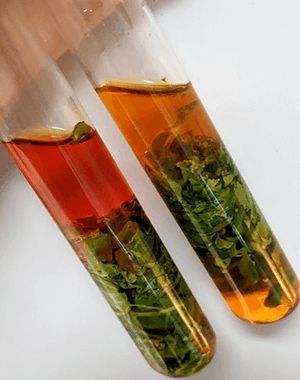 Observe Photosynthesis with this Easy Experiment Photosynthesis Lab, Photosynthesis Activities, Biology Experiments, Middle School Science Classroom, Montessori Science, Chemistry Classroom, Cellular Respiration, Biology Classroom, Biology Labs