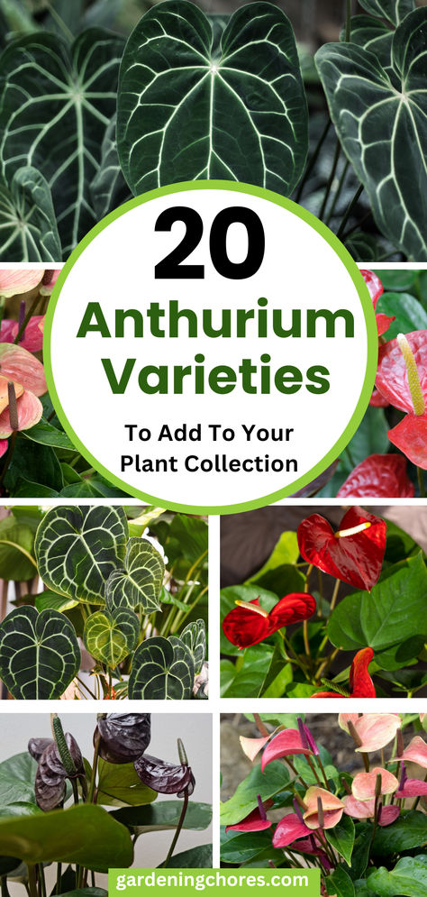 Discover a world of botanical elegance with stunning Anthurium varieties that promise to elevate your plant collection. From the vibrant hues of Anthurium andraeanum to the exotic charm of Anthurium crystallinum, each species captivates with unique shapes and colors. Cultivate sophistication and beauty with these extraordinary additions to your indoor oasis. Anthirrinum Plant, Anthurium Wendlingeri, Anthurium Varieties, Anthurium Vittarifolium, Anthurium Plant Care, Anthurium Luxurians, Plants Hacks, Anthurium Andraeanum, Anthurium Care