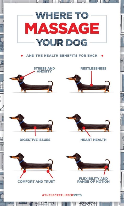 Where to Massage your dog for most needs. Cesar Millan, 강아지 그림, Secret Life Of Pets, Dog Care Tips, Dachshund Love, Pet Hacks, Dog Obedience, Dog Training Obedience, Nalu