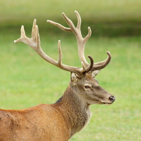 A red deer today. Dear Antlers, Tinkerbell Characters, Crown Painting, Headpiece Art, Reference Photos For Artists, Fallow Deer, Deer Painting, Elk Antlers, Roe Deer