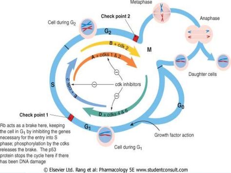 Cell Cycle, Growth Factor, The Cell, Acting, Google Search, Education