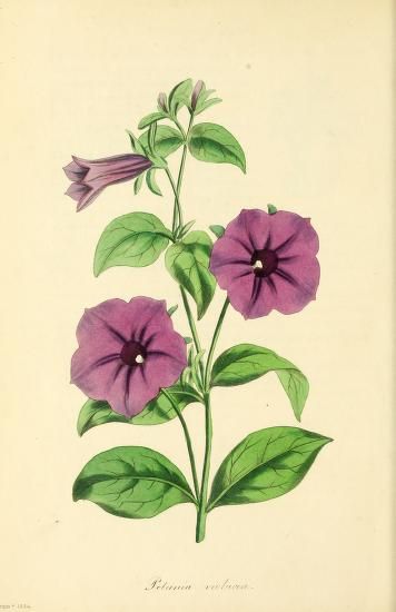 Tao Symbol, Petunia Tattoo, February Flowers, Botanical Images, Botanic Painting, Purple Petunias, Blue Hydrangea Flowers, Comics Illustration, Symbol Tattoo