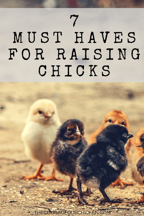 Must haves for raising chicks. Also, receive a free Baby Chicks Starter Checklist! Raising Chickens is a great addition to any homestead. Backyard chickens tips and tricks. Find out everything you need to get started raising baby chicks today! Raising Chickens 101, Baby Chicks Raising, Chicken Incubator, Raising Chicks, Raise Chickens, Raising Backyard Chickens, Laying Hens, Keeping Chickens, Building A Chicken Coop