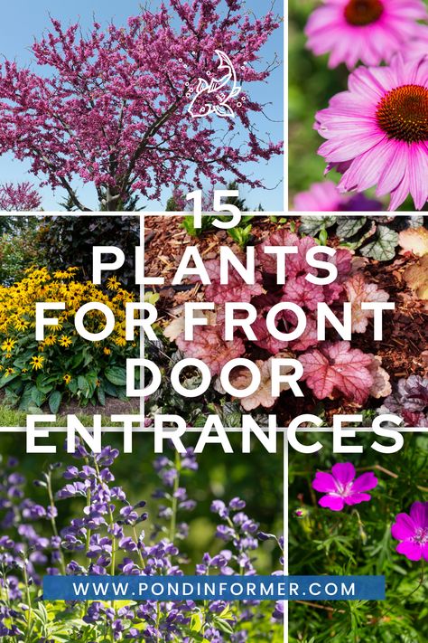 Transform your front door entrance by incorporating native plants that are perfectly suited to your climate. These plants not only enhance the natural beauty of your home but also require less maintenance. Check out these 15 plants for a stunning front entrance. #FrontDoorPlants #NativeFlora #HomeLandscaping #GardenIdeas #NaturalEntrance #EasyCare Plants For Front Door, Front Door Landscaping, Front Door Plants, Front Door Planters, Farm Entrance, Door Shades, Front Yard Plants, Eastern Redbud, Floating Plants