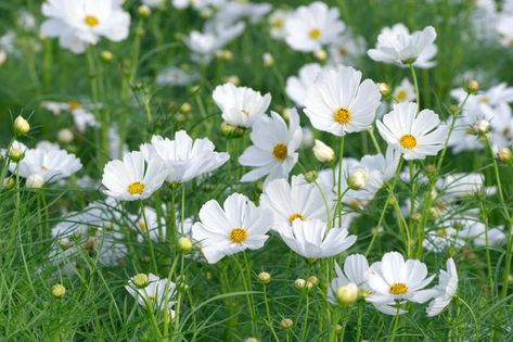 White Cosmos, Cosmos Bipinnatus, White Cosmo, Seeds Color, Cosmos Flowers, Moon Garden, Cut Flower Garden, Plant Combinations, White Gardens