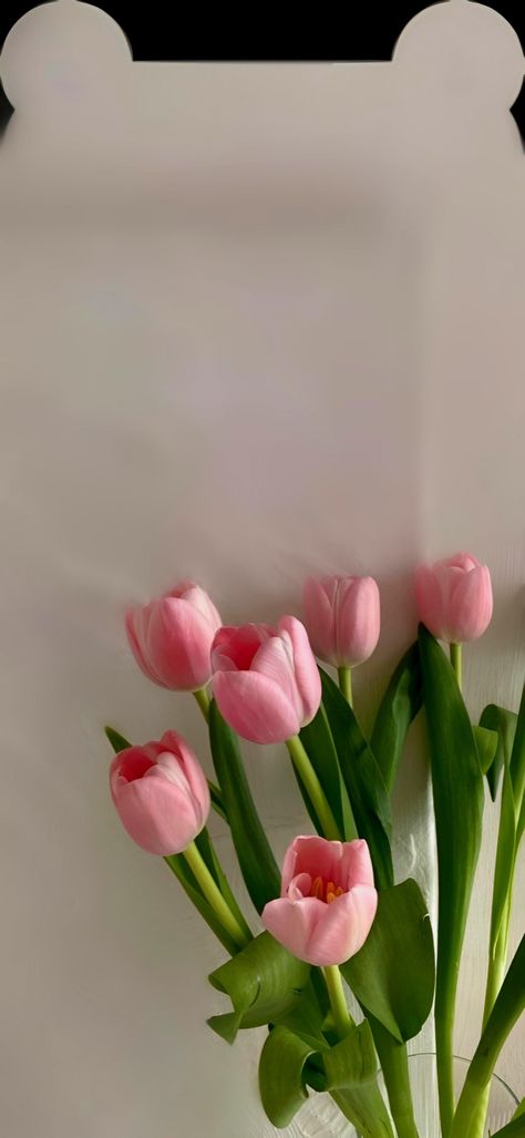 Pink Tulip Wallpaper, Pink Tulips Wallpaper, Tulips Wallpaper Aesthetic, Pink Tulips Wallpaper Aesthetic, Tulip Wallpaper, Tulips Wallpaper, Pink Tulips, Wallpaper Aesthetic, Tulips