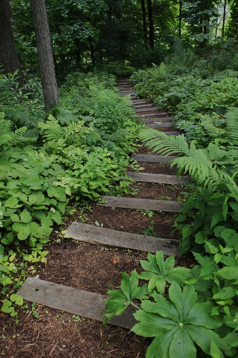 Woodland Garden Steps, Sloped Woodland Garden, Woodland Garden Ideas Enchanted Forest, Woodland Steps, Woodland Walkway, Woodland Landscaping Ideas, Woodland Backyard, Woodland Planting, Woodland Path