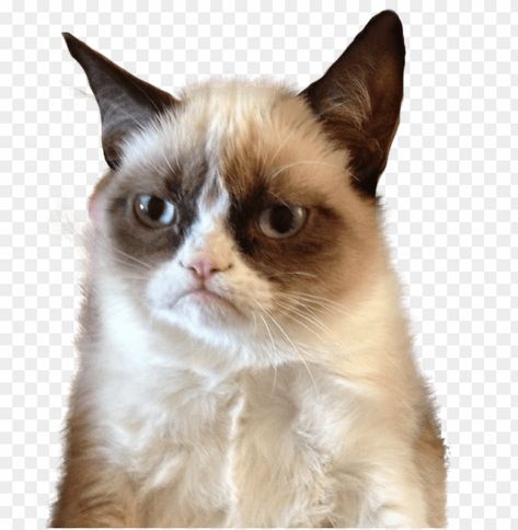 Finance Humor, Grumpy Cat Meme, Hilarious Jokes, Humor Hilarious, Clear Background, Funny Cat Memes, Humor Funny, Grumpy Cat, Funny Humor