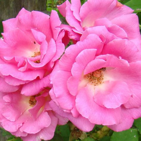 'Zephrine Drouhin' rose - FineGardening Thornless Climbing Roses, Roses Beautiful, Gardens Flowers, Planting Guide, Gardening Inspiration, Landscaping Inspiration, Climbing Rose, Heirloom Roses, Types Of Roses