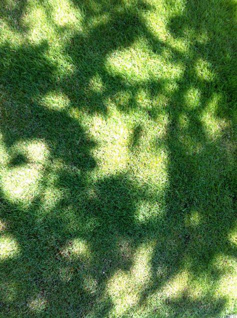 Dappled Sunlight, Water Photo, Grass Pattern, Dappled Light, Pattern Inspiration, Drawing Inspiration, Sun, Drawings, Water