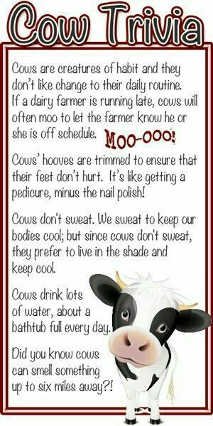 Did you know ... Cow Edition.  Fun Facts about cows. June Dairy Month Ideas, Dairy Month Activities, June Dairy Month, Cow Facts, Farm Facts, Ag Teacher, Dairy Recipes, Fun Facts For Kids, Dairy Cattle