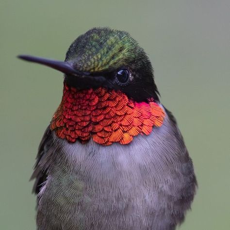 Nic Kuvshinoff on Instagram: "Male Ruby Throated Hummingbird being ruby-throated. The lighting was a bit subdued, but he still was able to show off... . . . . . . . . . . .#hummingbird #rubythroatedhummingbird #hummingbirdsofinstagram #birdphotography #canonphotography #naturephotography #birdphotography #natgeoyourshot" Red Throated Hummingbird, Hummingbirds Photography, Hummingbird Pictures, Ruby Throated Hummingbird, Bird Quilt, Humming Bird, All Birds, Bird Photography, Beautiful Birds