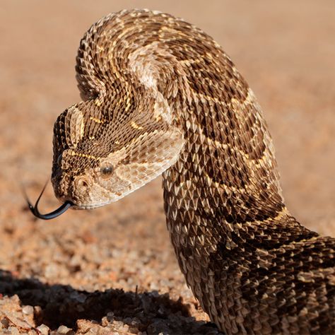 The puff adder is found throughout Sub-Saharan Africa and is responsible for the most snakebite fatalities on the continent Adder Snake, Puff Adder, Venomous Animals, Green Anaconda, Photo Prompts, Snake Venom, Snake Art, Snake Bites, Snake Jewelry