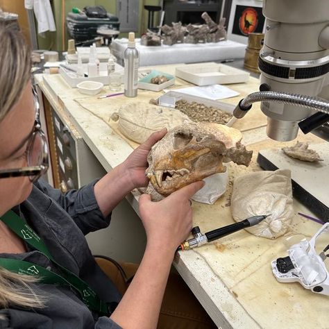 VA Museum of Natural History on Instagram: "Next time you visit the museum, you may be lucky enough to see VMNH Paleontology Research Technician Lucy Treado and VMNH Research Volunteer Alicia Lantz working inside the museum's Elster Foundation Vertebrate Paleontology Lab​ as they continue​ the difficult project of preparing the fossil remains of an ancient cave cat that will be used for future research and eventual display inside the museum's exhibit galleries.   Affectionately named "Petra", the skeleton laid undisturbed deep inside a cave in western Virginia for many centuries until a field crew of nearly a dozen experts led by former VMNH Assistant Curator of Paleontology (and current Fitzpatrick Chair of Paleontology at the Science Museum of Minnesota) Dr. Alex Hastings extracted the f Palentogist Aesthetic, Museum Curator Aesthetic, Zoologist Aesthetic, Anthropologist Aesthetic, Paleontology Aesthetic, Saiyan Oc, Museum Curator, Research Assistant, Life Vision