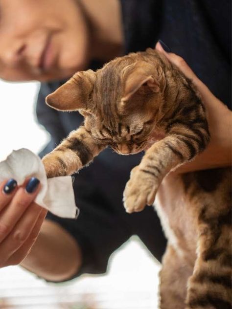 wipe pets paws Keep A Clean House, Natural Disinfectant, Pet Wipes, Cleaning Advice, Clean Sweep, Clothes Hamper, Cat Paw, Pet Paws, Cat Litter Box