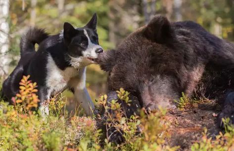 Karelian Bear Dog & King of the Forest - Imgur Service Dogs Breeds, Bear Dogs, King Of The Forest, Karelian Bear Dog, Police Canine, Different Types Of Dogs, Forest Brown, Hunting Pictures, All Breeds Of Dogs