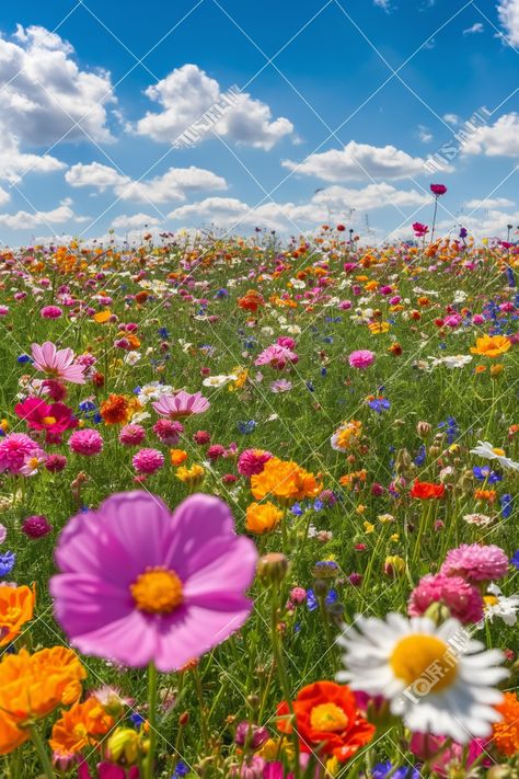 #WildflowerMeadow #NatureBliss #BloomingFields #MeadowMagic #FloralJourney #NatureWalks #Wildflowers #SpringMeadow Wild Flowers Meadow, Flowers Meadow, Field Wallpaper, Wild Flower Meadow, Wildflower Meadow, Flower Meadow, Wild Flower, Flower Field, Walking In Nature