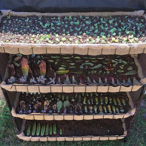 Eco Garden, Succulent Garden Design, Succulent Garden Diy, Propagating Succulents, Garden Stand, Succulent Gardening, Garden Terrarium, Succulent Terrarium, Plant Cuttings