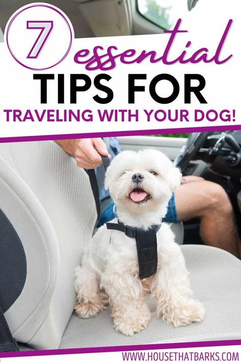 Discover useful tips and expert advice for hassle free traveling with dogs. #traveling with dogs, #dogstravel, #travelingwithdogs, #dogtravel, #dogs, Dogs Traveling, Traveling With Dogs, Tips For Traveling, Group Of Dogs, Peppermint Tea, Dog Blog, Dog Recipes, Dog Runs, Dog Travel