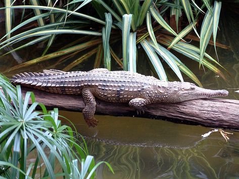 Freshwater Crocodile, Crocodile Species, Saltwater Crocodile, Cairns Australia, American Alligator, Vacation Planner, Australian Animals, Crocodiles, Great Barrier Reef