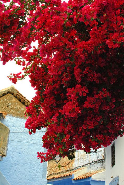 Bouganvilla Landscaping, Red Bougainvillea, Bougenville Flowers Aesthetic, San Diego Red Bougainvillea, Bougainvillea Colors, Red Bougainvillea Aesthetic, Pink Bougainvillea Aesthetic, Bougainvillea Tree, Greece Flowers Bougainvillea