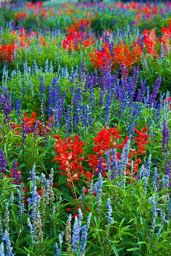 _MG_0396 Salvia Splendens Flare Red; Salvia Farinacea Victoria Blue; Fairy Queen; Evolution Deep Violet | by www.cemillerphotography.com Red Salvia, Alpine Garden, Healing Garden, Fairy Queen, Blue Fairy, Flower Gardens, Garden Path, Plant Combinations, Memorial Garden