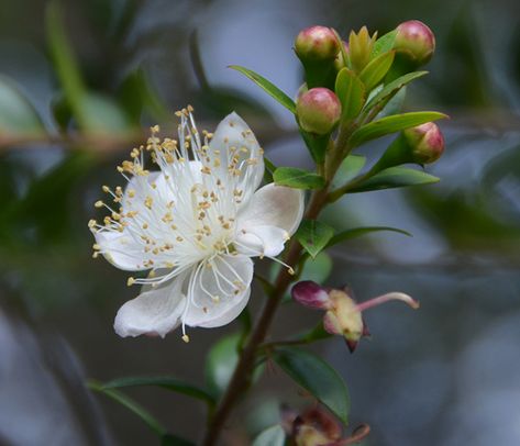 White myrtle flower with ripening purple berries. Common Myrtle, Myrtle Flower, Flower Symbolism, Purple Berries, Paint Photography, Lemon Myrtle, Moon Garden, Winter Wedding Inspiration, Language Of Flowers