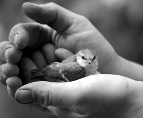 Hand Photography, Christian Images, Baby Posters, Dreamy Photography, Hand Reference, Sparrows, Black And White Pictures, Pics Art, Bird Feathers