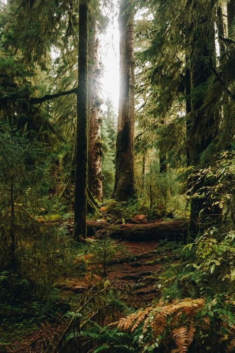 #washington #rainforest #hoh #nature #outdoors #hiking Washington State Rainforest, Hoh Rainforest Washington Photography, Washington State Forest Aesthetic, Hoa Rainforest Washington, Nature Hiking Aesthetic, British Columbia Forest, Washington Forest Aesthetic, Hiking Rainforest, Washington Rainforest