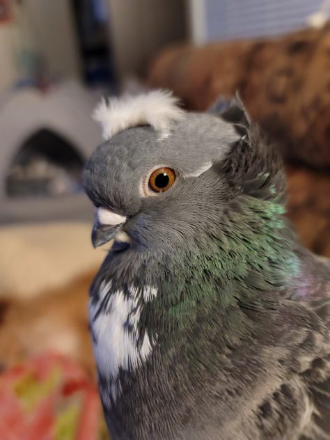 Pigeon Pet, Types Of Pigeons, Pet Pigeon, Cute Pigeon, Pigeon Pictures, Pigeon Breeds, Dove Pigeon, Silly Animals, Cute Birds