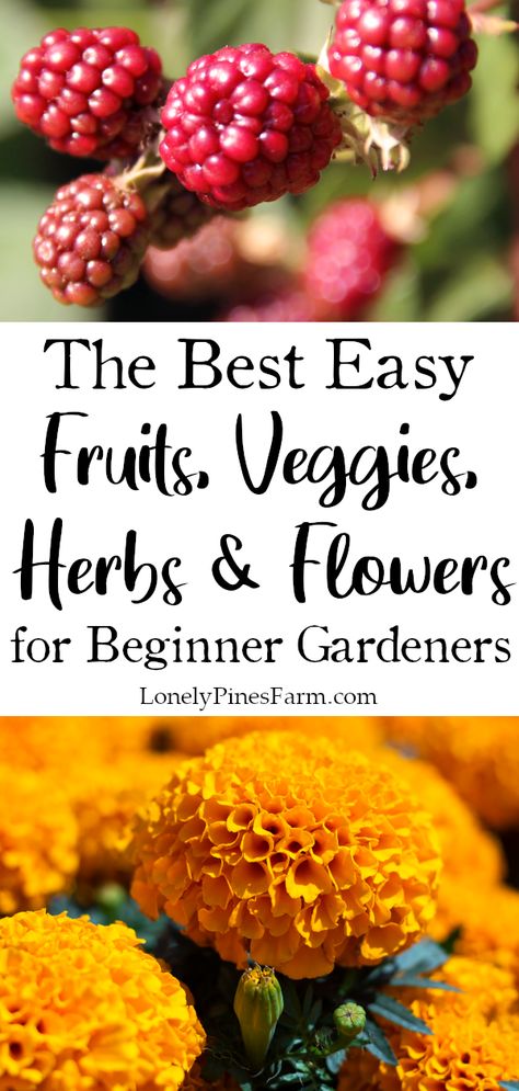 If you're gardening for the first time this year, we can help. Here's our list of the top 25 fruits, vegetables, herbs, & flowers for beginner gardeners. All of the plants are easy to grow and have a high yield. Start planning your garden today! Cucumber Varieties, Easy Perennials, Planting Onions, Succession Planting, Herbs And Flowers, Diy Raised Garden, Best Plants, Green Pasture, Hardy Perennials