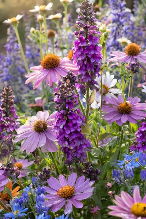 A vibrant garden filled with purple perennial wildflowers and various other colorful blooms. Types Of Wildflowers, Purple Perennials, Sacred Garden, Mallow Flower, Cardinal Flower, Purple Wildflowers, Spring Wildflowers, Wildflower Garden, Creative Gardening