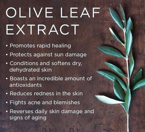 It's time for the letter O in our Osmosis ABC's journey! Learn about incredible benefits of Olive Leaf Extract in our blog! Benefits Of Olive Leaf Extract, Olive Leaf Extract Benefits, Olive Leaf Benefits, Wellness Supplements, Holistic Skincare, Olive Leaf Extract, Sport Nutrition, Herbal Tinctures, Herbal Healing