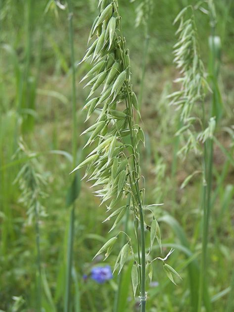 The wonderful benefits of Milky Oats Milky Oats, Plant Spirit, Oat Straw, Home Apothecary, Health Herbs, Heal Thyself, Magic System, Herbal Plants, Healthy Herbs