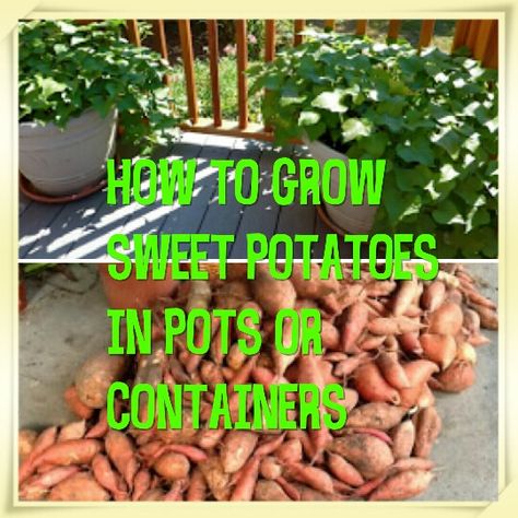 How to grow sweet potatoes in pots or containers. Container Gardening Sweet Potatoes, How To Grow Sweet Potatoes In Containers, Growing Sweet Potatoes In Containers, Sweet Potato Garden, Potatoes In Pots, Alaska Garden, Propogating Plants, Potato Towers, Grow Sweet Potatoes