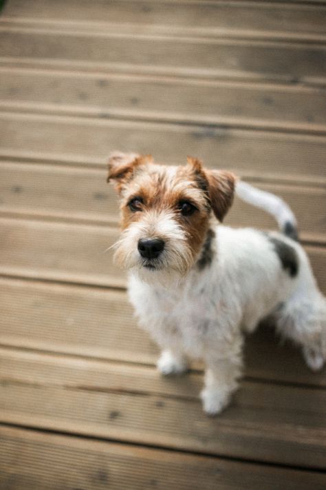 Parson Russel Terrier - DROPS #dropstheparson #parsonrusselterrier #fromwildstoryfci Parson Russell Terrier, Russell Terrier, Terrier Dogs, Terrier Dog, Dogs